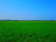 夏の田園風景