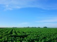 夏の大豆畑
