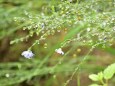 雨上がり