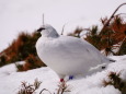 立山の白雷鳥20