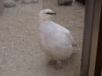 飯田市動物園の白頭巾君