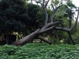 台風による被害