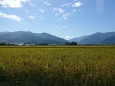 稲収穫の季節