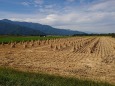 稲収穫後の農園