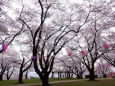 桜の春日公園