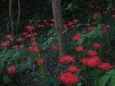 高幡不動の彼岸花