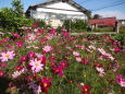 満開のコスモスの花