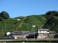 和束町 釜塚の茶畑