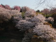 豊松そのまんま城の桜