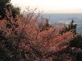 夕映え山桜