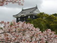 桜と岡崎城