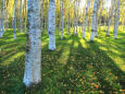 落葉の樹影～白樺林