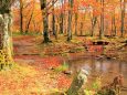 秋の蔵王 ドッコ沼