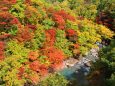 八幡平10月紅葉