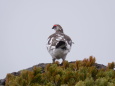 御嶽の雄雷鳥3