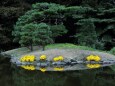 上の池の菊映り込み