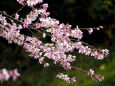 市場城址の桜