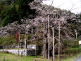 天然記念物の四季桜