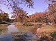 秋の代々木公園