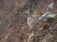 蝶ヶ岳の雌雷鳥2