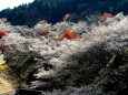 四季桜と紅葉