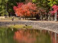 毛越寺大泉が池