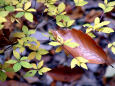 高根山の紅葉