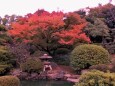 大隈庭園の紅葉