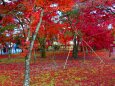 天龍寺19年11月29日