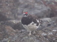 蝶ヶ岳の雄雷鳥8