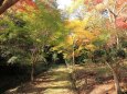 森林公園の散歩道