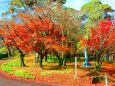 養老公園19年12月6日