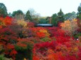 東福寺紅葉