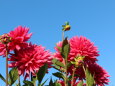 なばなの里秋の花