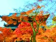 京都紅葉