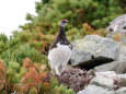 小蓮華山の雄雷鳥16