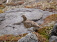 白馬乗鞍岳の雌雷鳥