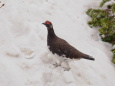 弓折岳の雄雷鳥