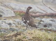 双六岳の雄雷鳥2