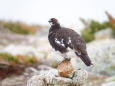 双六岳の雄雷鳥9