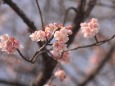 福成寺の寒桜