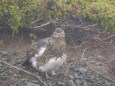 継子岳の雌雷鳥2