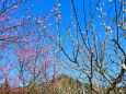 東紀州の2月紅白梅の花