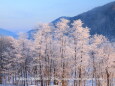 朝日に染まる霧氷林