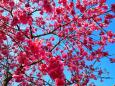 東紀州の2月河津桜