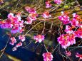 東紀州の2月河津桜