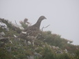 小蓮華山の雌雷鳥2