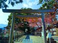 神社の河津桜