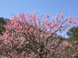 青い空と梅の花