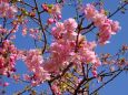 青空に咲いている河津桜の花
